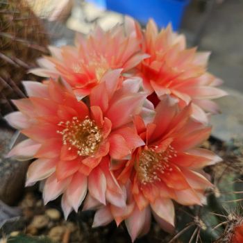 Gymnocalycium austriagold